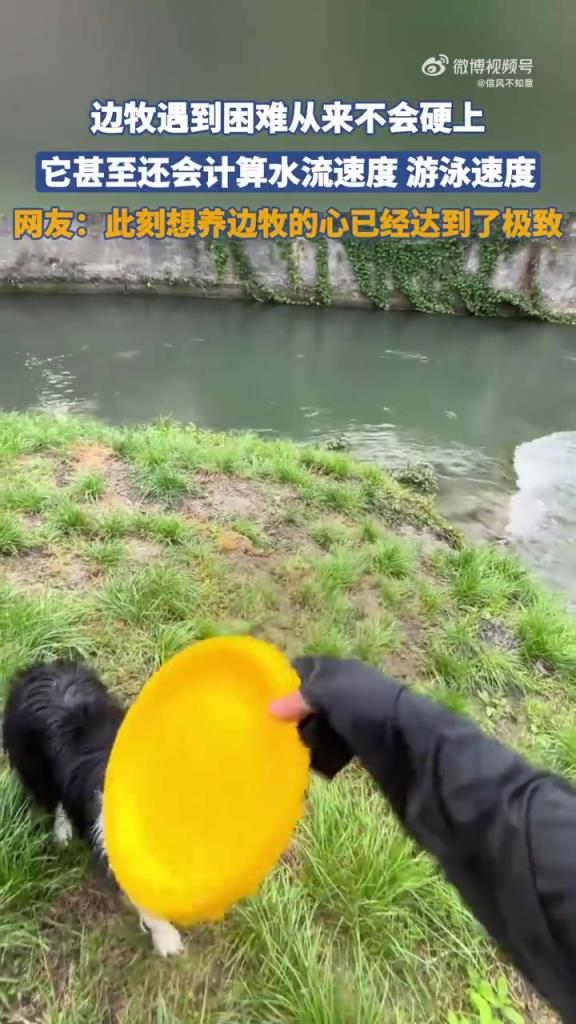 邊牧遇到困難從來不會硬上，它甚至還會計算速度！