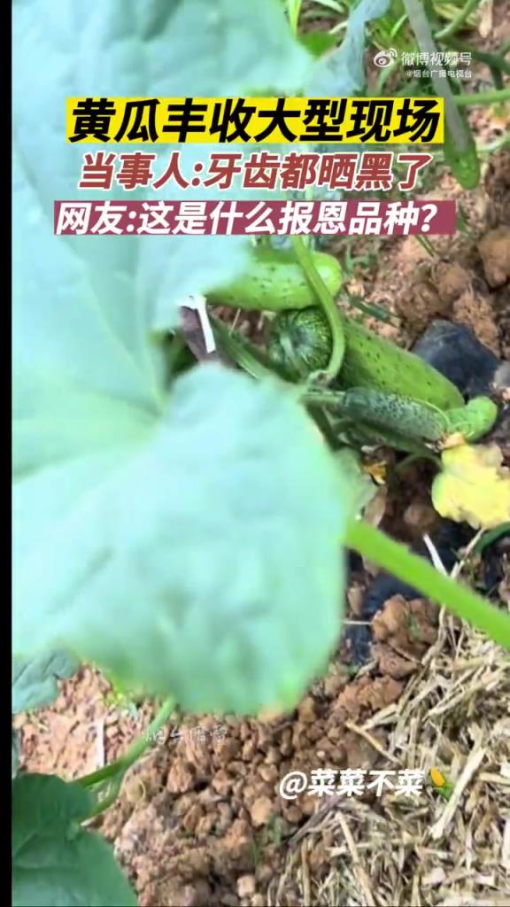 黄瓜也知道“报恩”吗？硕果累累具象化了