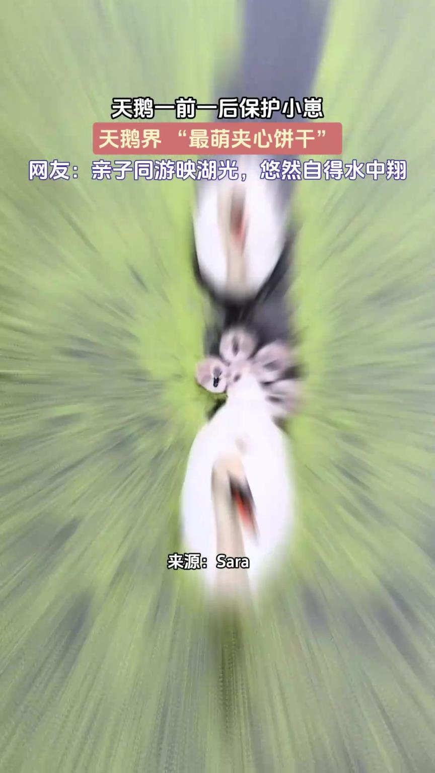 天鵝一前一后保護小崽，天鵝界 “最萌夾心餅干”