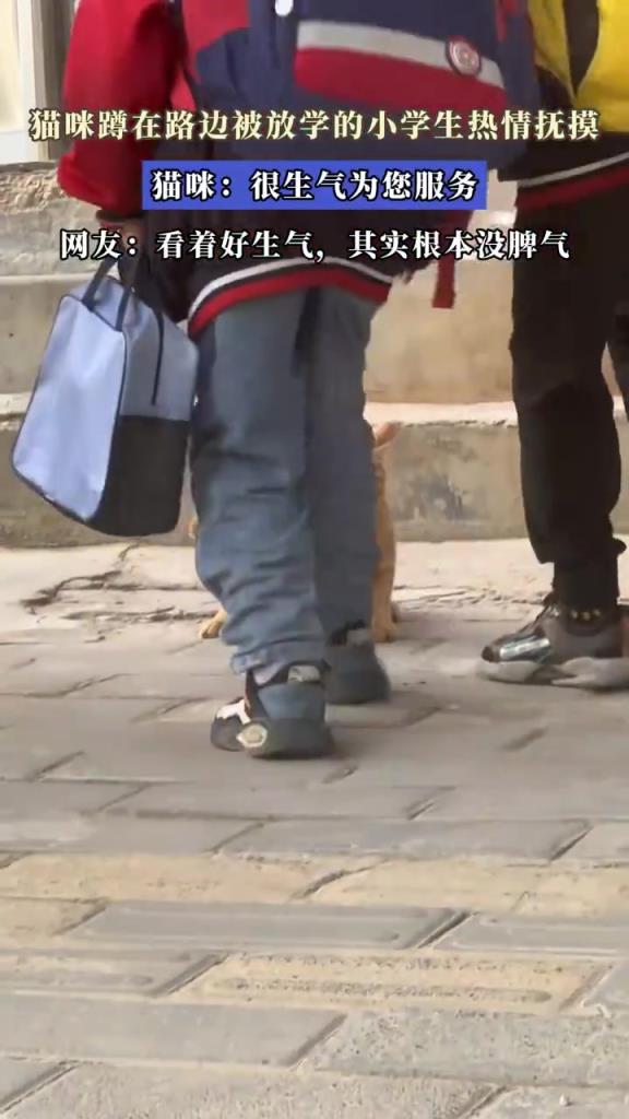 猫咪蹲在路边被放学的小学生热情抚摸，猫咪：很生气为您服务