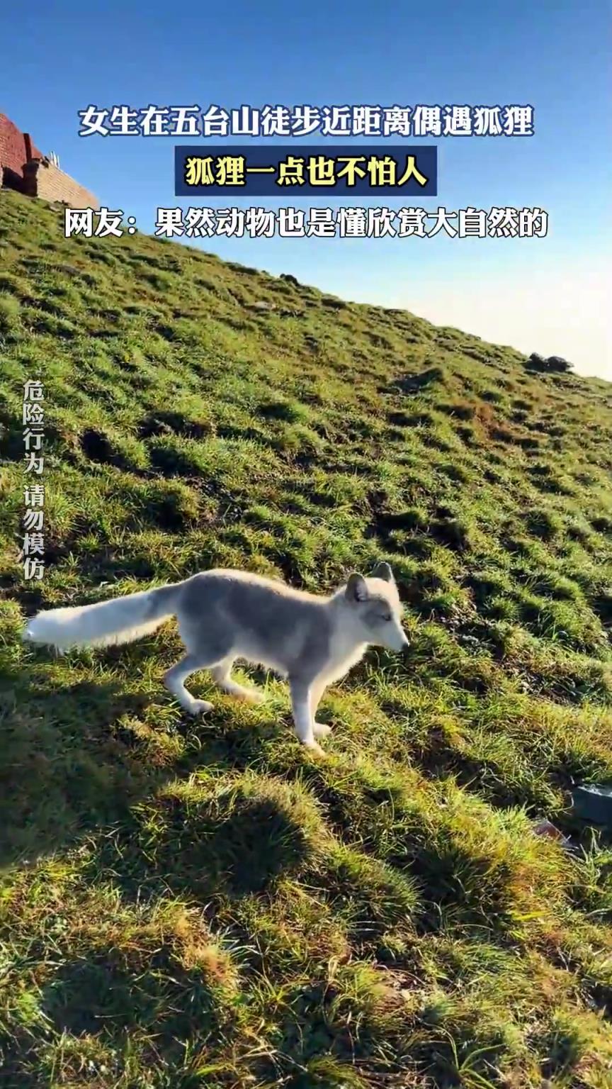 女生在五臺(tái)山徒步近距離偶遇狐貍，狐貍一點(diǎn)也不怕人！！