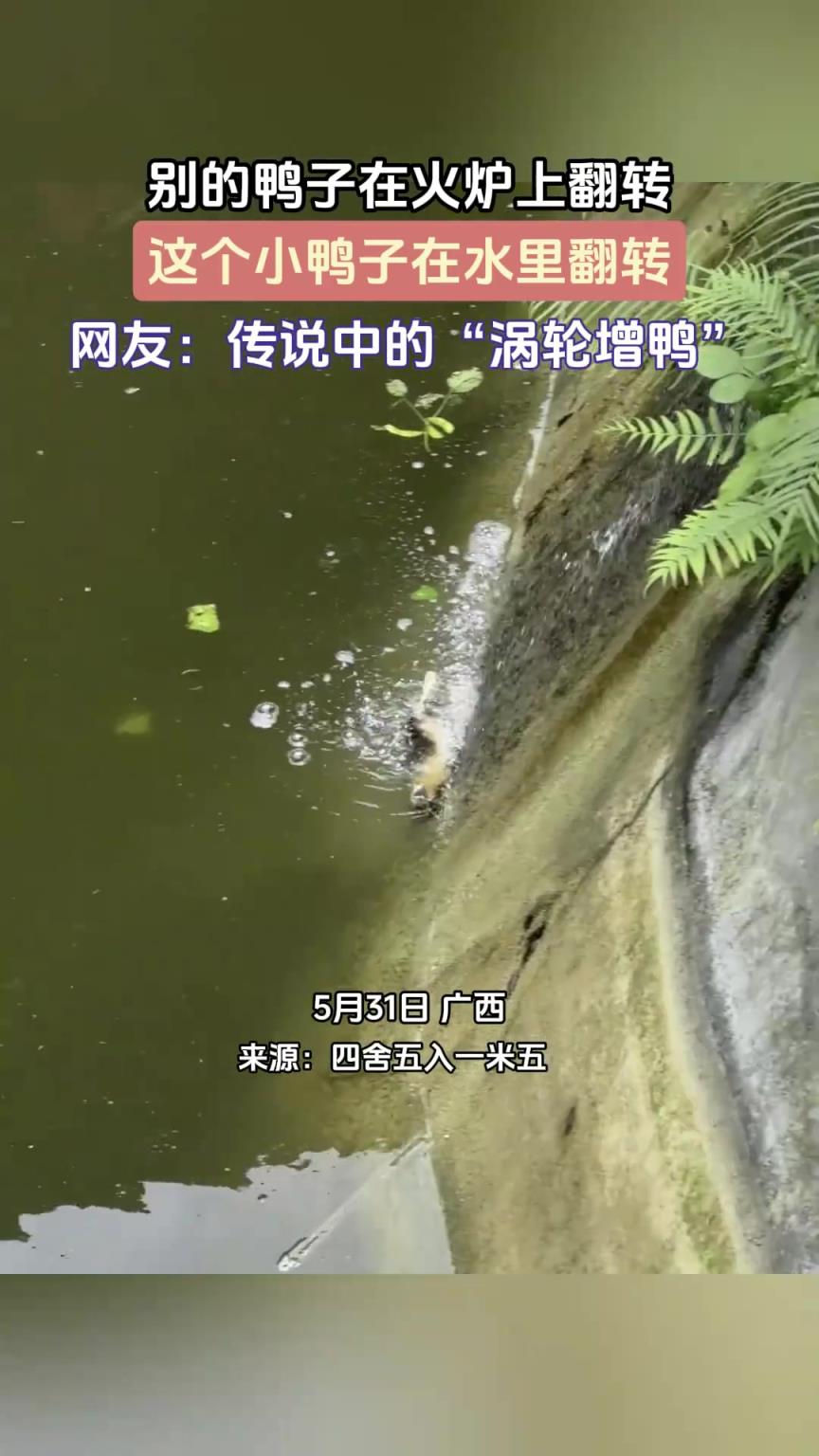 別的鴨子在火爐上翻轉(zhuǎn)，這個(gè)小鴨子在水里翻轉(zhuǎn)