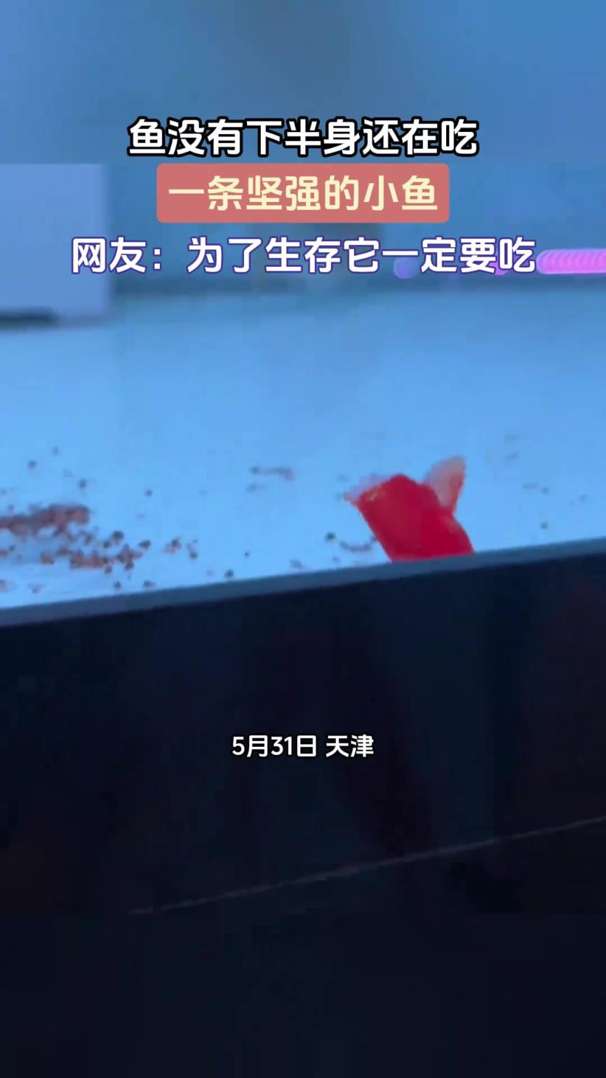 鱼没有下半身还在吃，一条坚强的小鱼