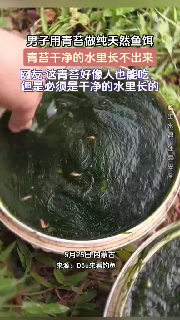 男子用青苔做純天然魚(yú)餌