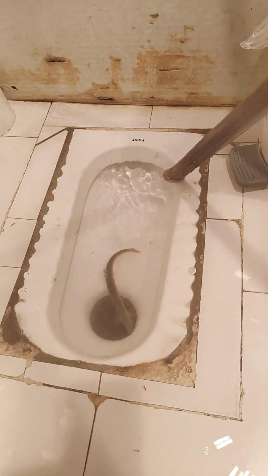 听说泥鳅可以通厕所，但是你这一条怕是不好使