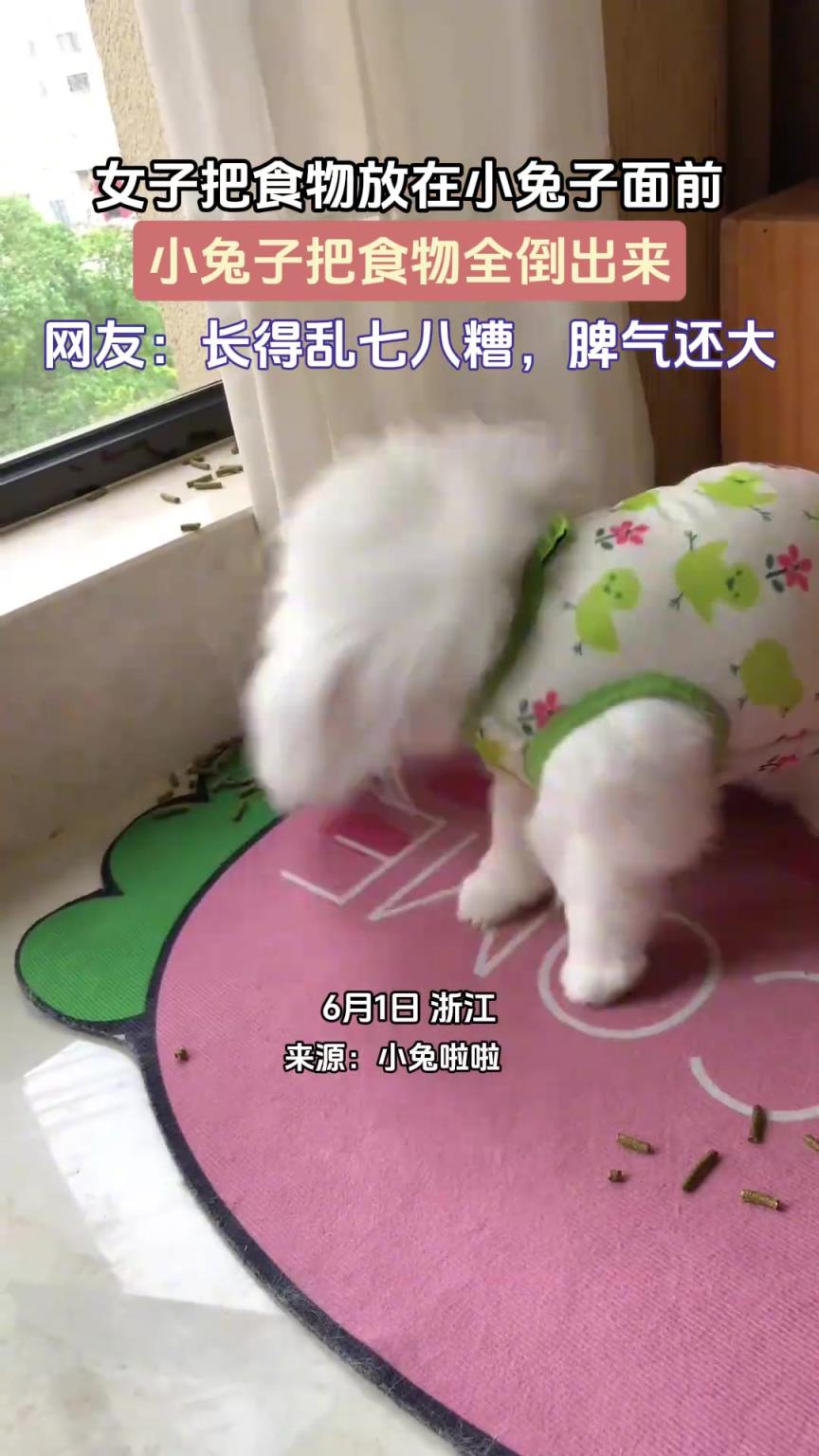 女子把食物放在小兔子面前，小兔子把食物全倒出来