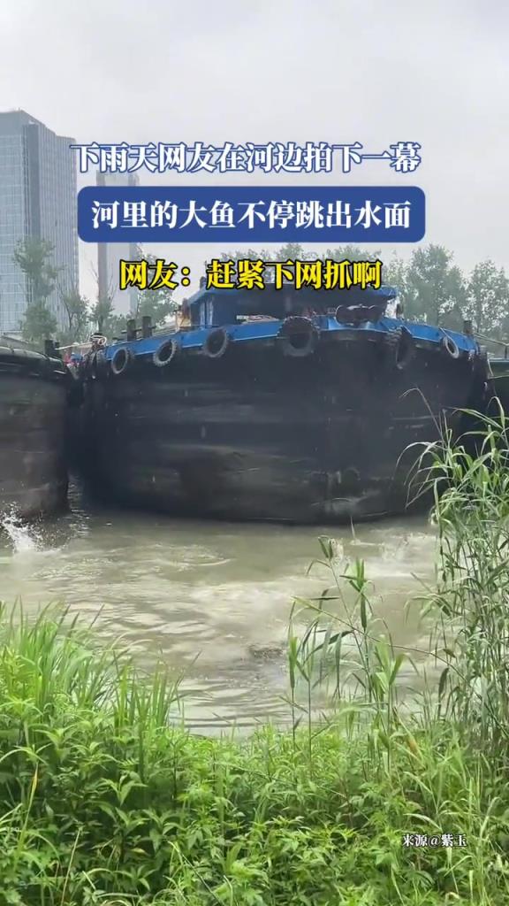 河里的大鱼不停跳出水面,这是什么情况?!