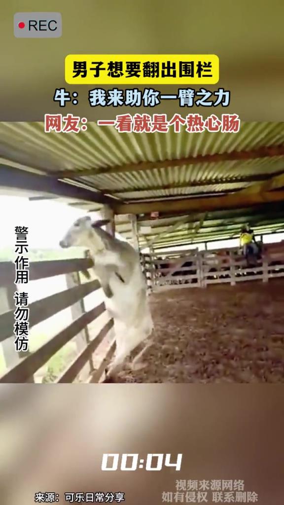 男子想要翻出圍欄,牛:我來助你一臂之力!!!