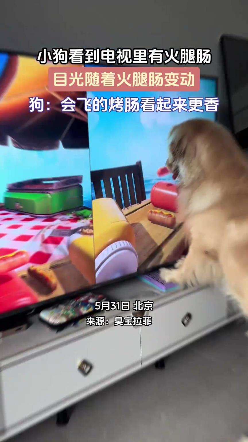 小狗看到电视里有火腿肠，目光随着火腿肠变动