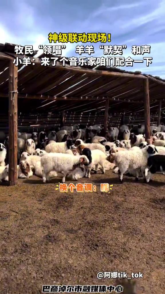 神级联动现场！牧民“领唱”羊羊“默契和声