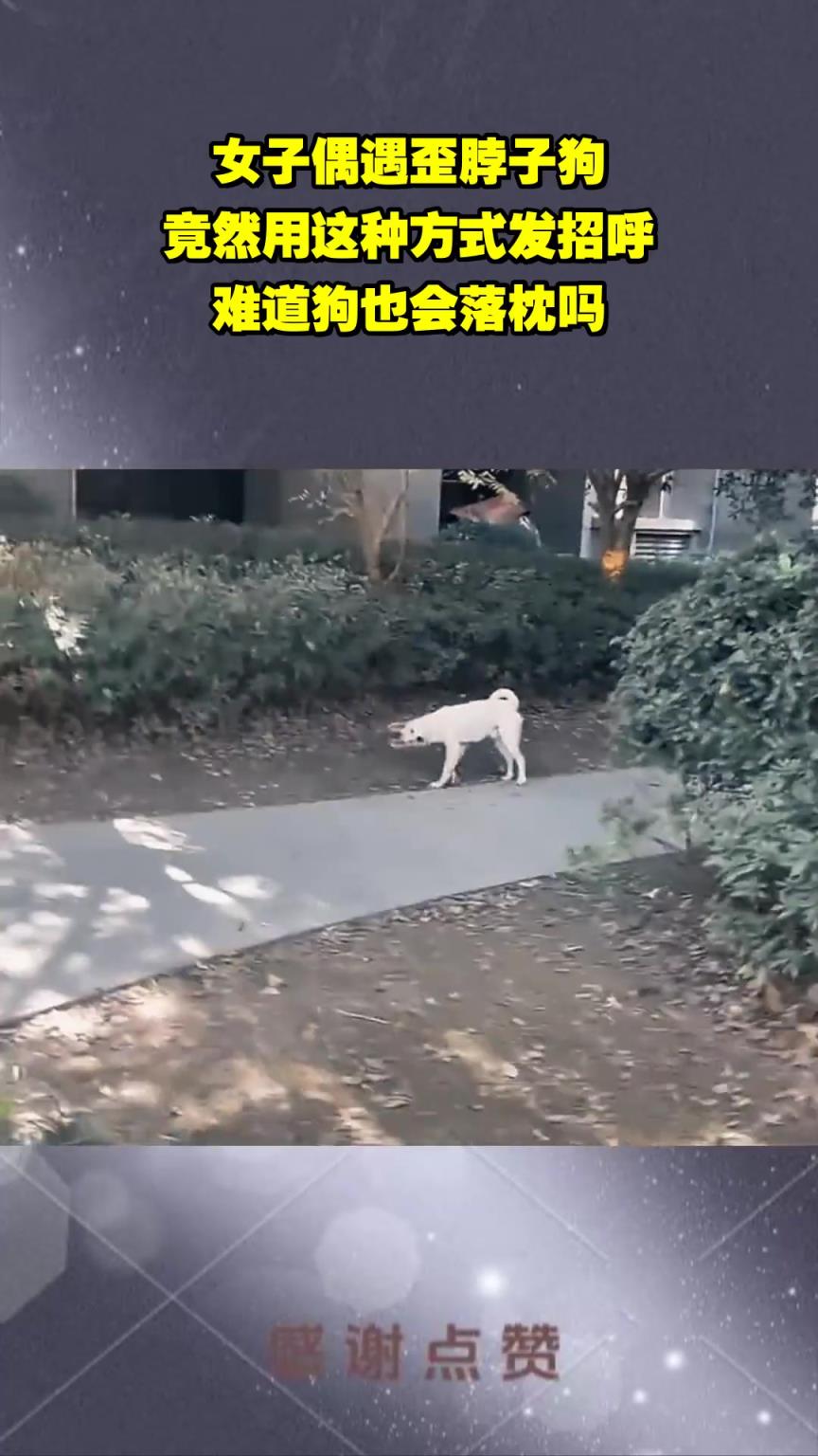 女子偶遇歪脖狗，竟然用這種方式發招呼，難道狗也會落枕嗎