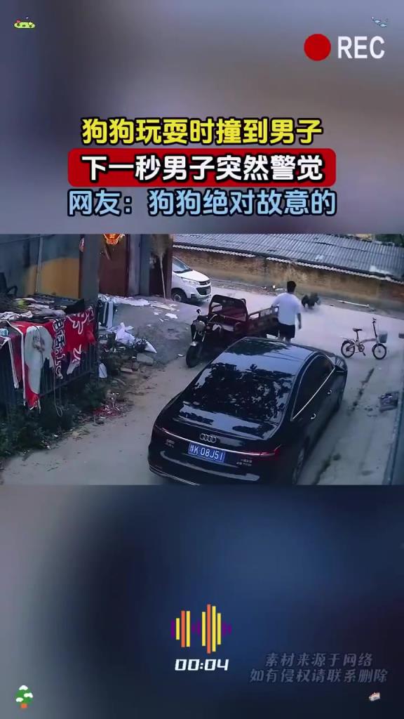 狗狗玩耍時撞到男子，下一秒男子突然警覺，網(wǎng)友：狗狗絕對故意的