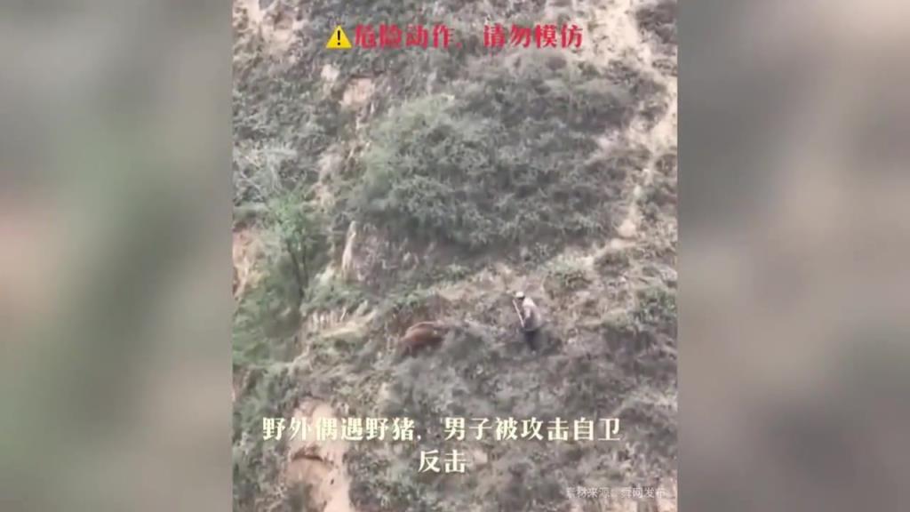 野外偶遇野猪,男子被攻击自卫反击!!