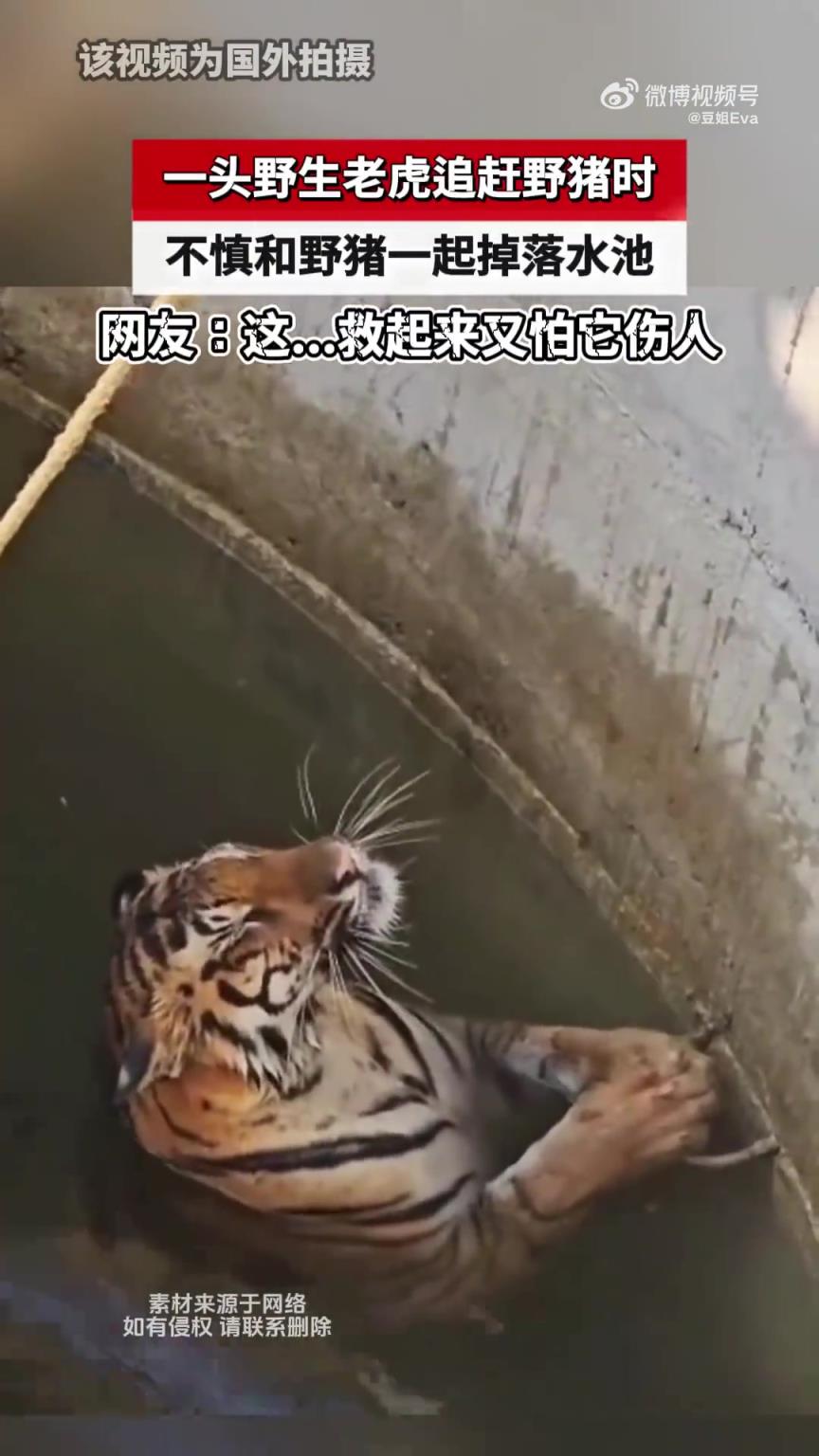 野生老虎追趕野豬時，二者不慎一同掉落水池