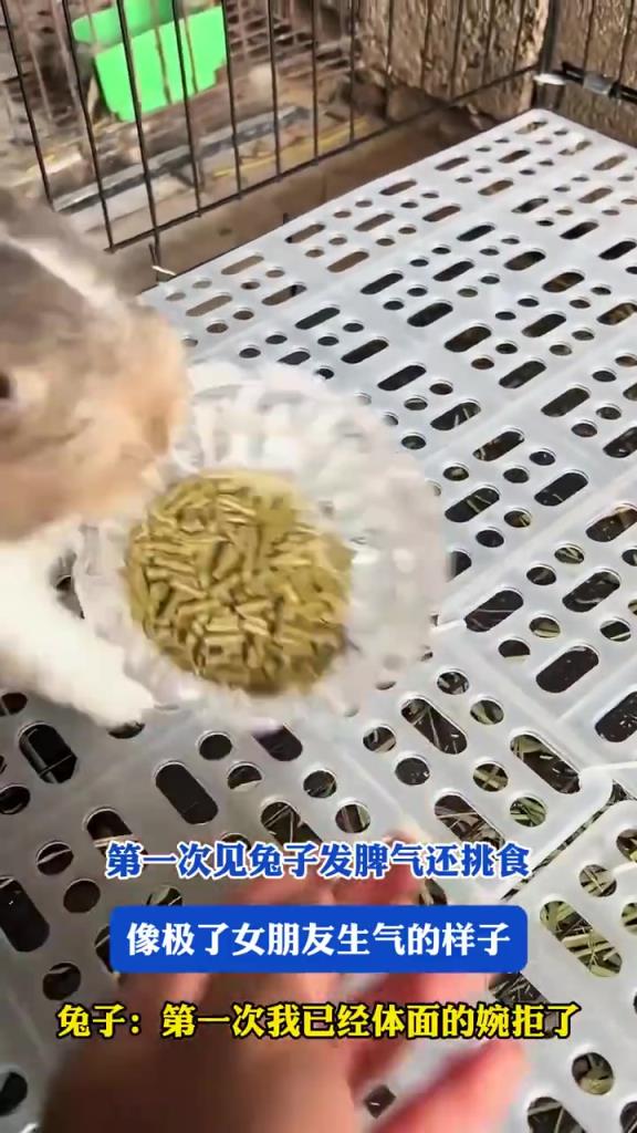 第一次见兔子发脾气还挑食