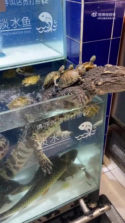 露天鱷魚臺與烏龜