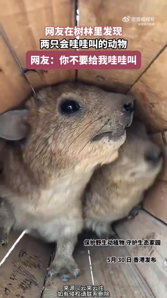 網(wǎng)友在樹林里發(fā)現(xiàn)，兩只會哇哇叫的動物，蹄兔：你不要過來啊！