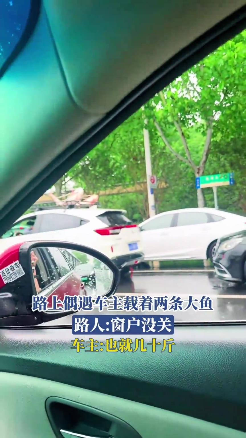 路上偶遇车主载着两条大鱼