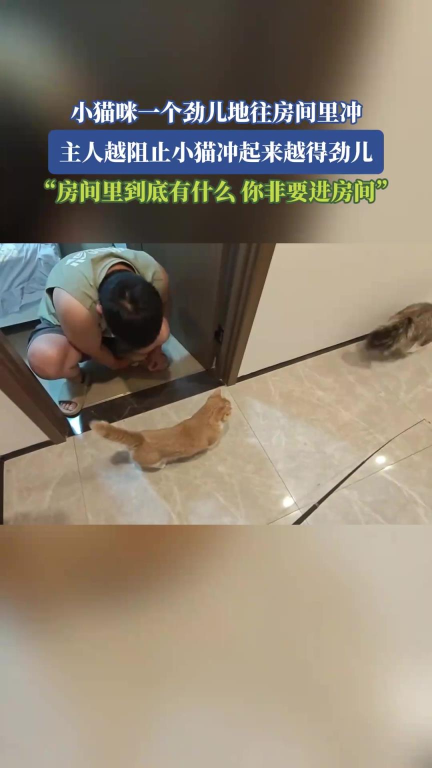 小貓咪一個勁地往房間里沖，房間里到底有什么，你非要進房間