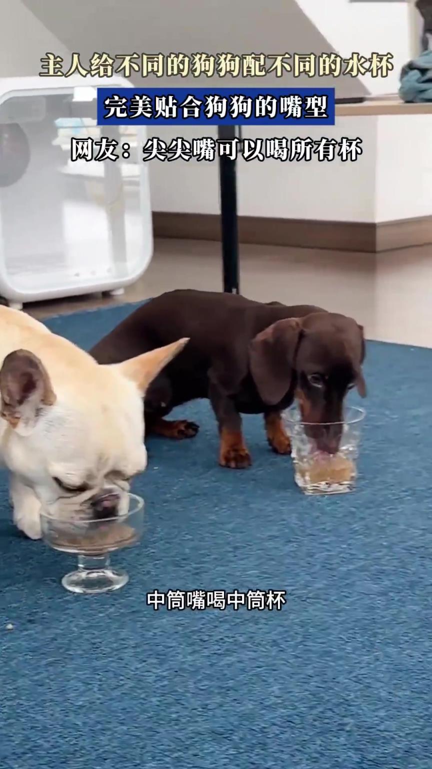 主人给不同的狗狗配不同的水杯，完美贴合狗狗的嘴型