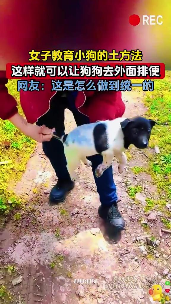 女子教育小狗的土方法，這樣就可以讓狗狗去外面排便