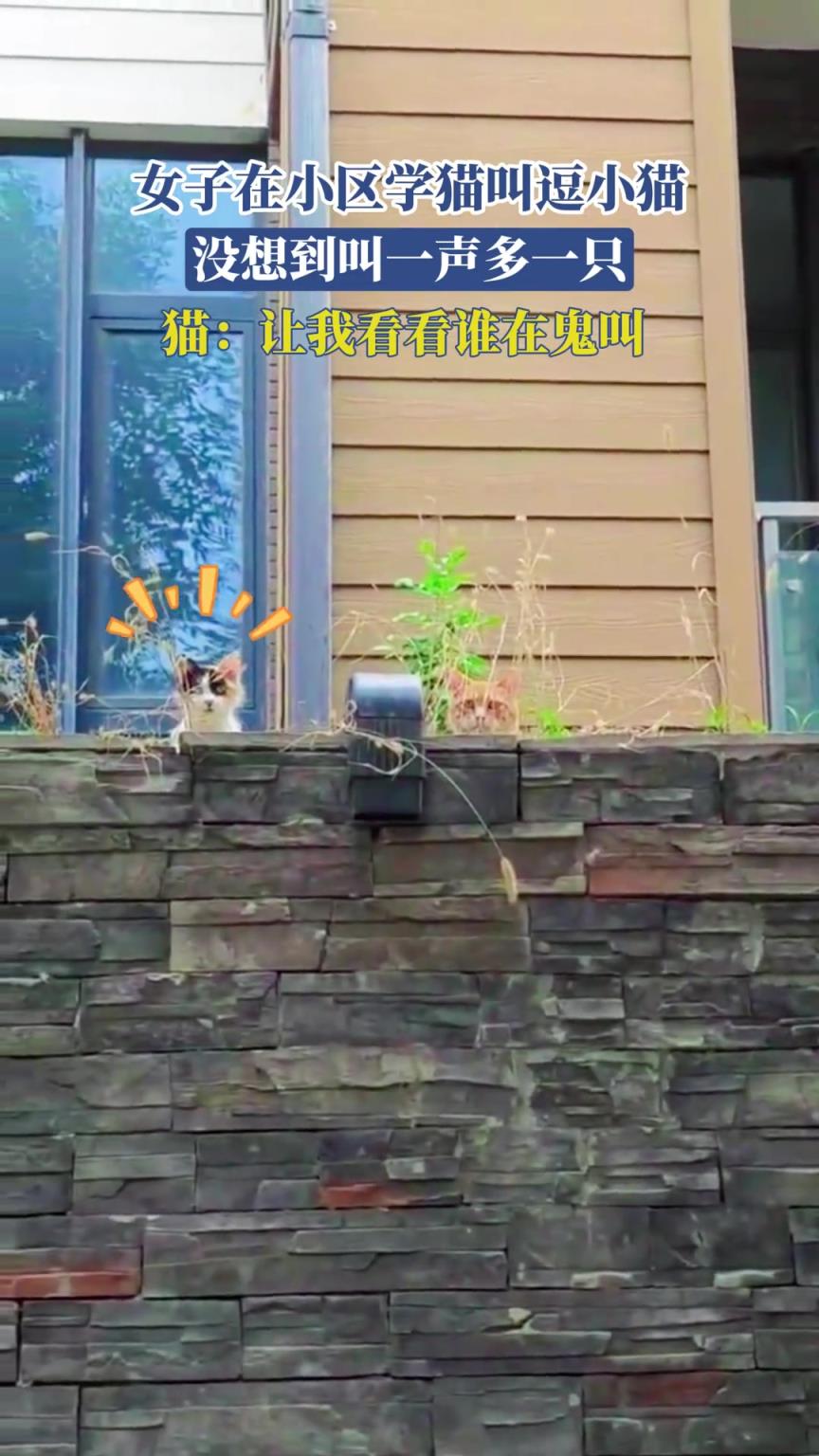 女子在學貓叫逗小貓，沒想到叫一聲多一只，貓：我看看誰在鬼叫