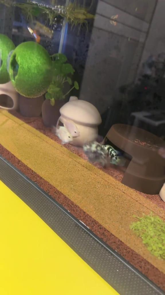 我竟然能看出来鱼生气了