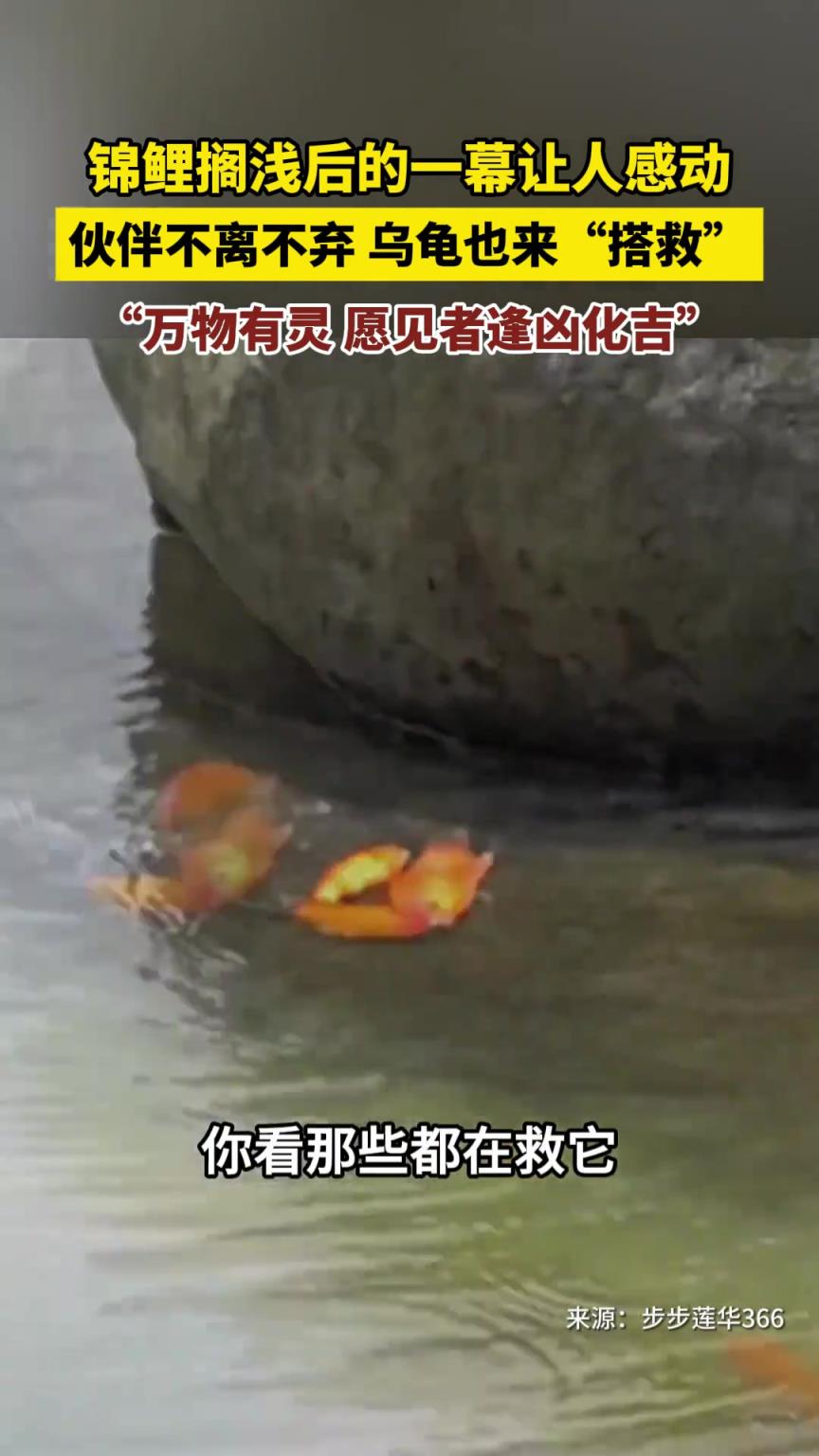 锦鲤搁浅后的一幕让人感动，伙伴不离不弃 乌龟也来“搭救”