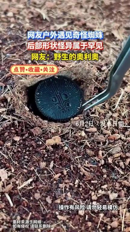 网友户外遇见奇怪蜘蛛，后部形状怪异属于罕见网友：野生的奥利奥