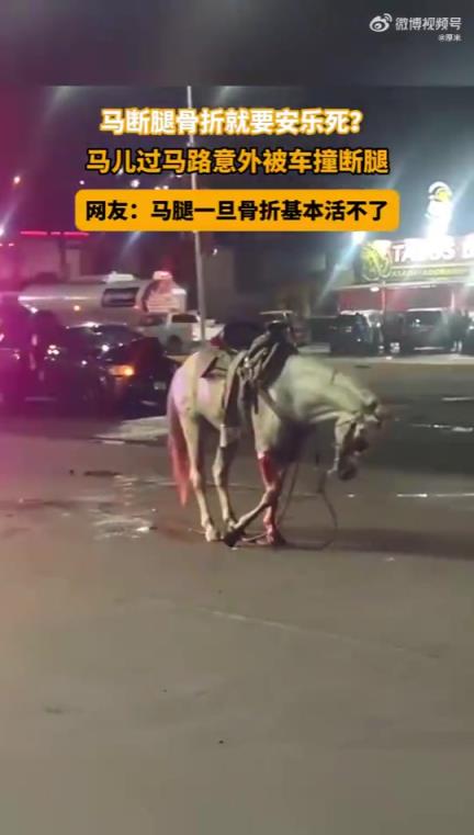 可憐馬兒過馬路遭車撞斷腿，彷徨于路上