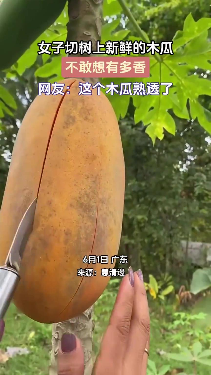 女子切樹上新鮮的木瓜，不敢想有多香！