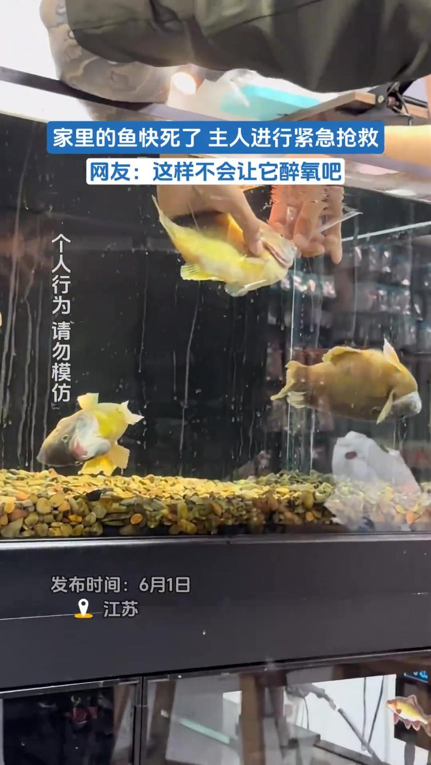 家里的鱼快死了 主人进行紧急抢救