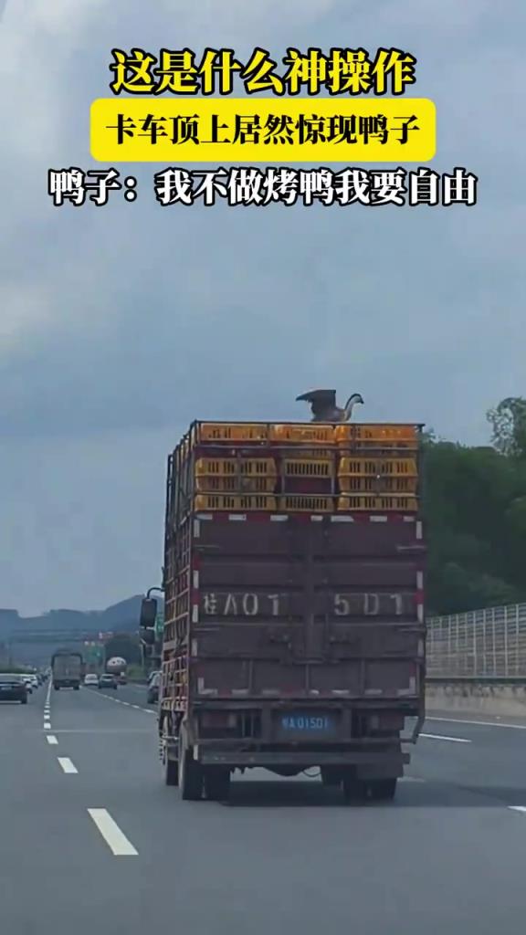 這是什么操作 卡車的車頂上居然驚現(xiàn)鴨子