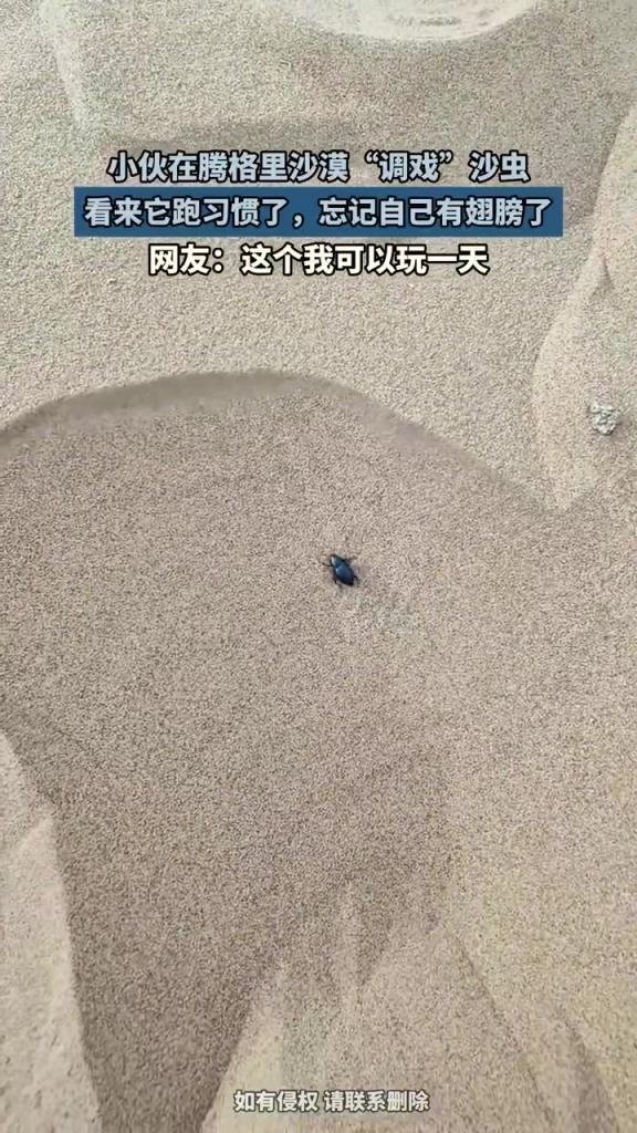 小伙在騰格里沙漠“調(diào)戲”沙蟲，看來它跑習(xí)慣了忘記自己有翅膀了