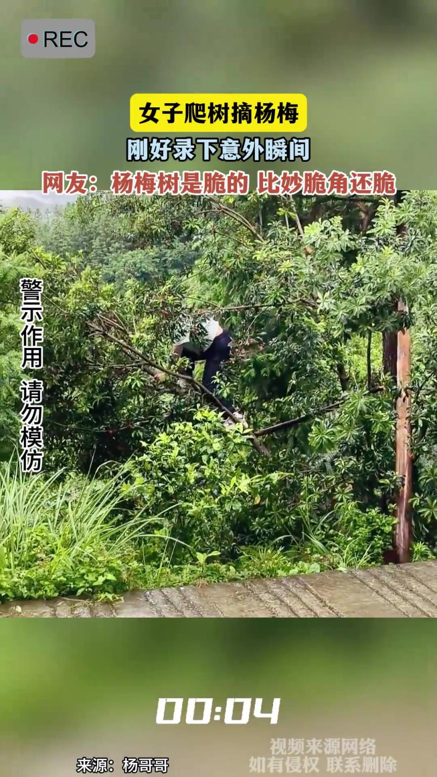女子爬樹(shù)摘楊梅，剛好錄下意外瞬間