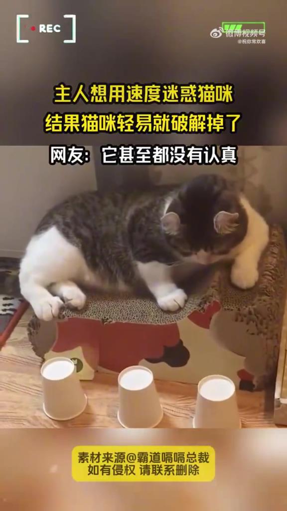 主人想用速度迷惑猫咪 结果猫咪轻易就破解掉了