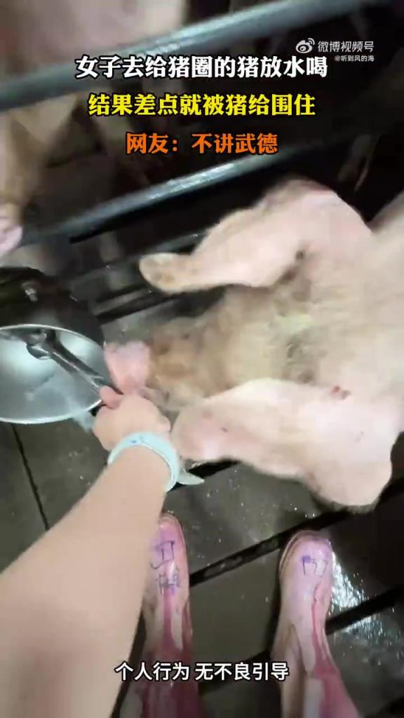 女子去给猪圈的猪放水喝 结果差点就被猪给围住