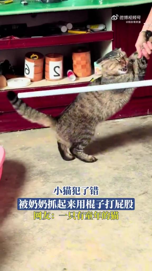小猫犯了错 被奶奶抓起来用棍子打屁股