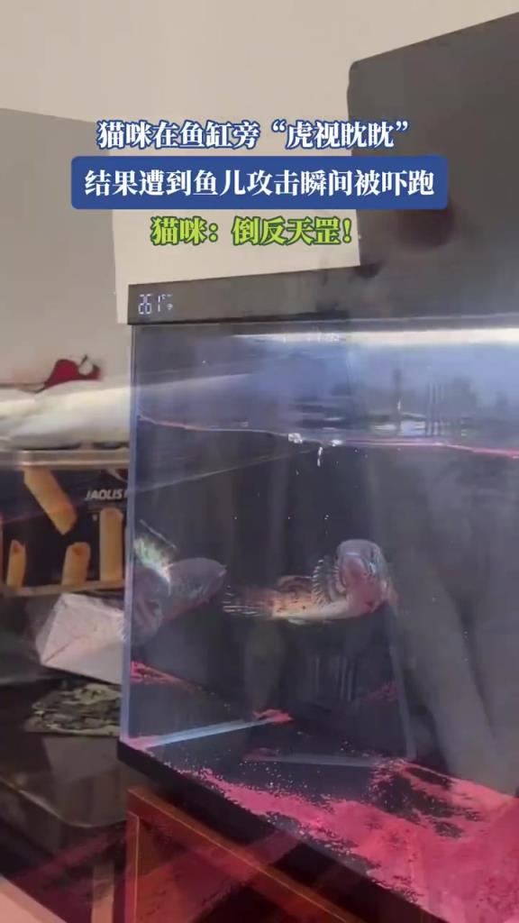 猫咪在鱼缸旁虎视眈眈 结果遭到鱼儿攻击瞬间被吓跑