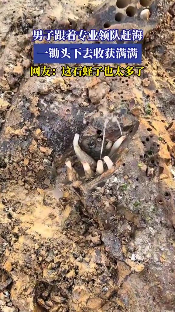 男子跟着专业领队赶海 一锄头下去收获满满