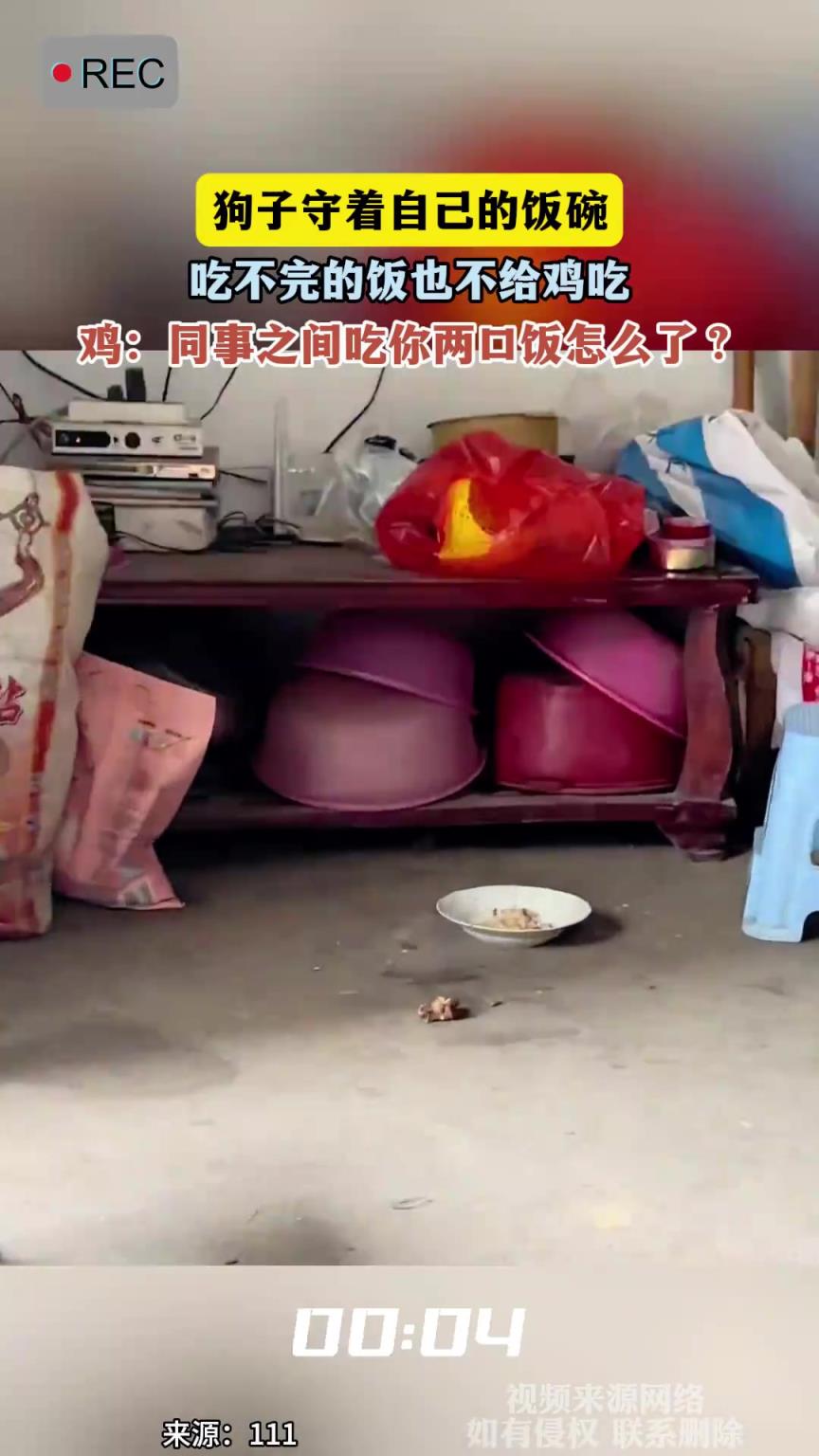 狗子守着自己的饭碗，吃不完的饭也不给鸡吃