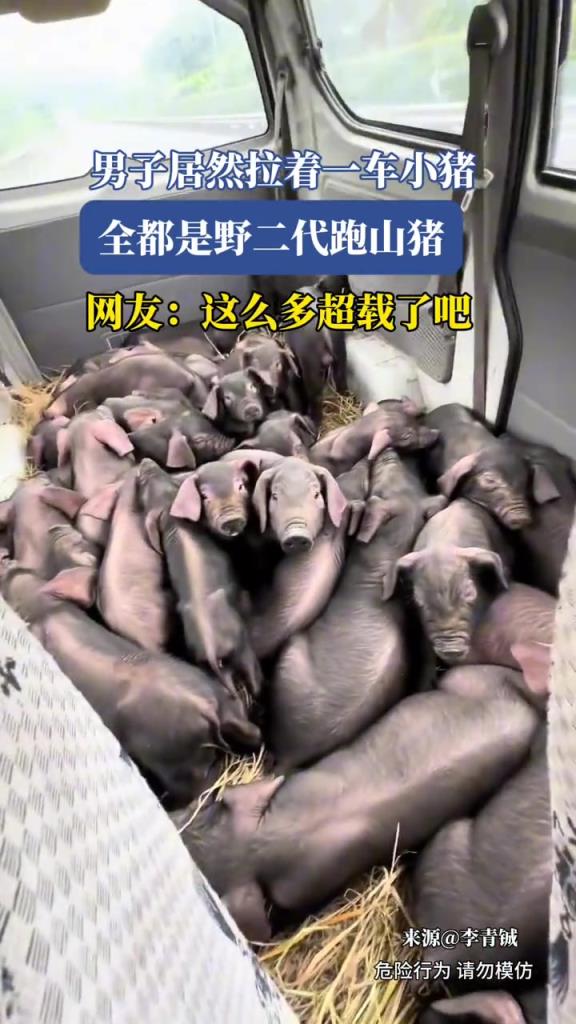 男子居然拉着一车小猪,全都是野二代跑山猪!!