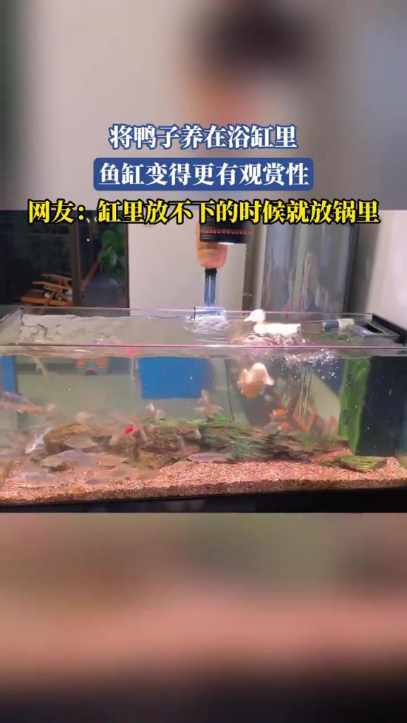 将鸭子养在浴缸里 鱼缸变得更有观赏性