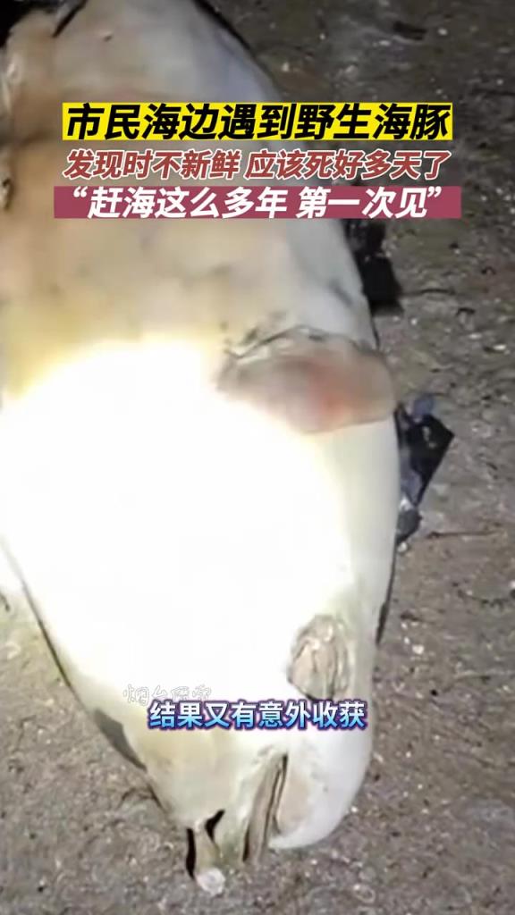 第一次海邊遇見野生海豚，發(fā)現(xiàn)時不新鮮，死了好幾天了