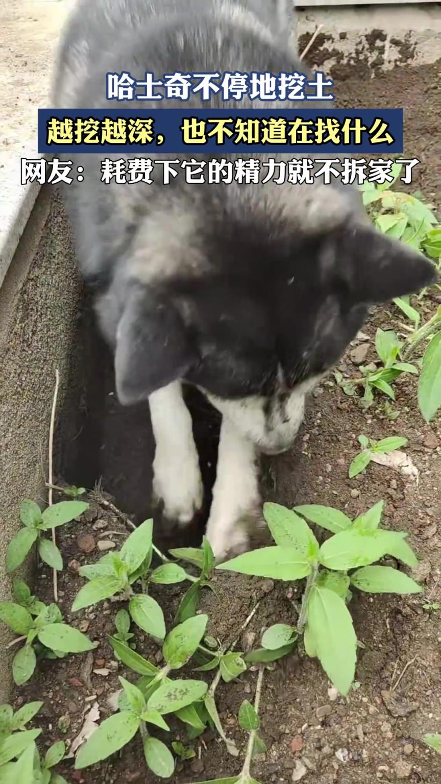 哈士奇不停地挖土，越挖越深，也不知道在找什么