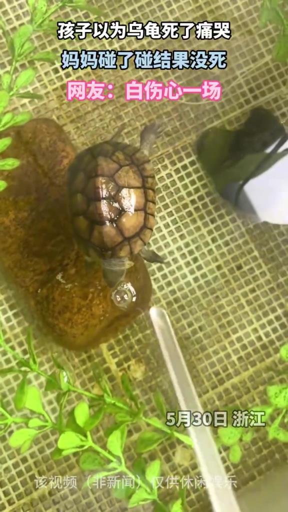孩子以為烏龜死了痛哭，媽媽碰了碰結(jié)果沒死