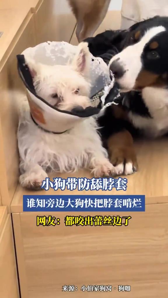 小狗带防舔脖套，谁知旁边大狗快把脖套啃烂！