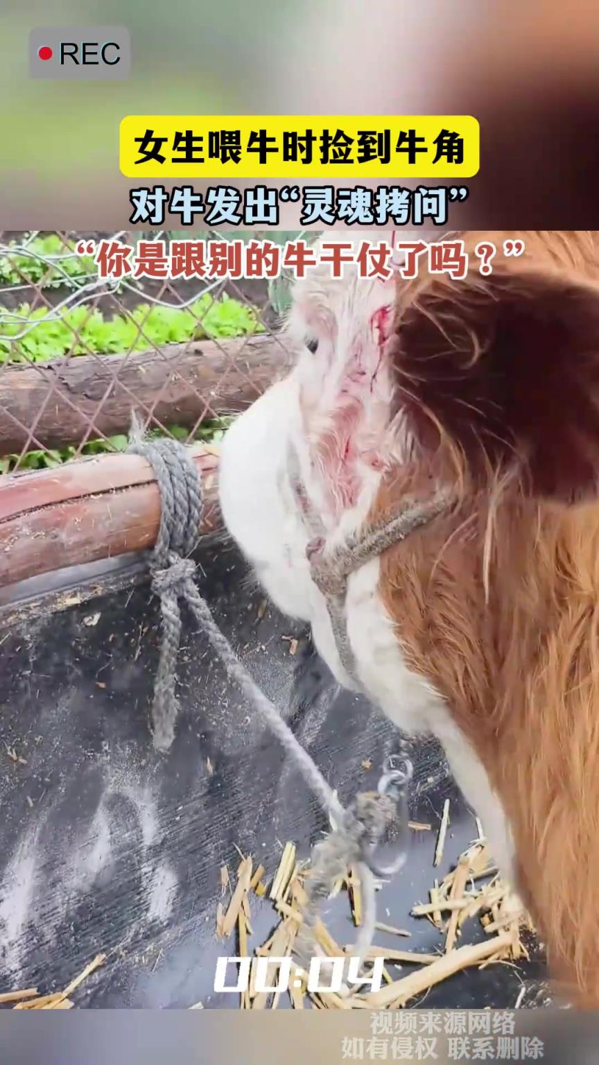 女生喂牛時(shí)撿到牛角，對牛發(fā)出靈魂拷問
