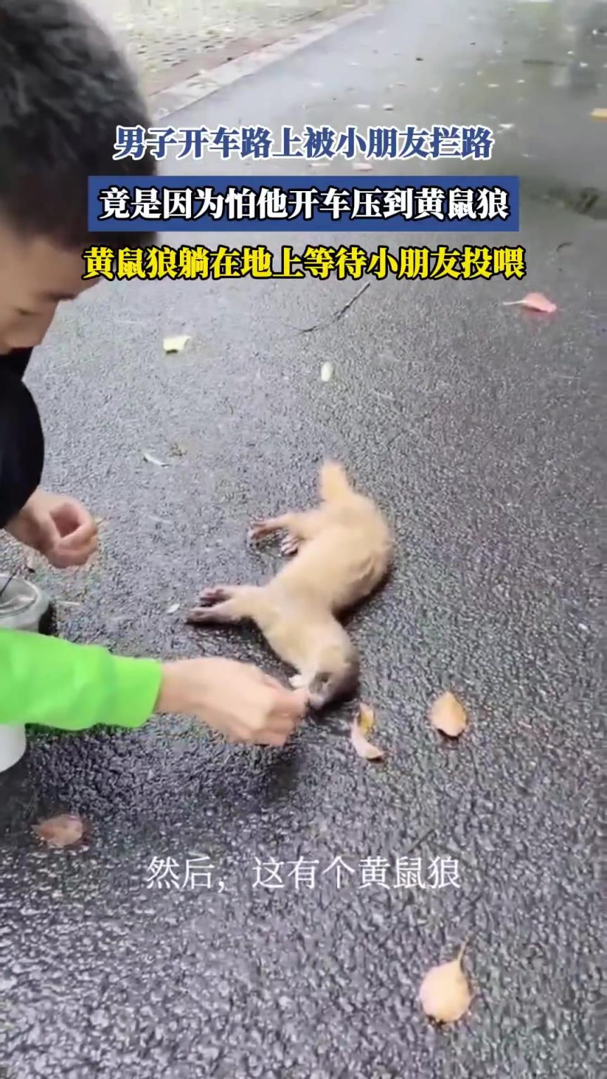 男子开车路上被小朋友拦路，竟是因为怕他开车压到黄鼠狼