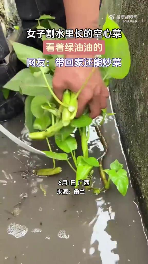 女子割水里長的空心菜 看著綠油油的